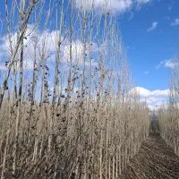 فروش سه هزار اصله ریشه صنوبر دوساله