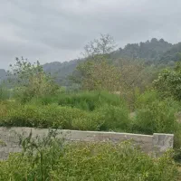 زمین سند تک برگ پیرهرات