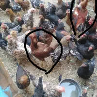 فروش مرغ جوجه خروس