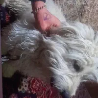 سگ پا کوتاه بفروش میرسد2700|سگ|بیرجند, |دیوار