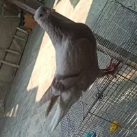 جوجه کبوتر دم سفید|پرنده|برازجان, |دیوار