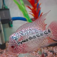 کامفا مولتی کالر کلکسیونی|ماهی|شیراز, گویم|دیوار