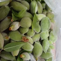 چفاله بادام نوبرانه