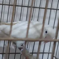 برزیلی نر و ماده فروشی|پرنده|نوشهر, |دیوار