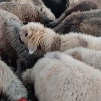 میش