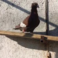 کبوتر کفتر|پرنده|جهرم, |دیوار