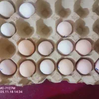 فروش تخم مرغ برهمااصیل|حیوانات مزرعه|اهواز, شهدای انتظامی|دیوار