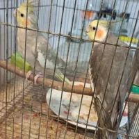 طوطی|پرنده|سامان, |دیوار