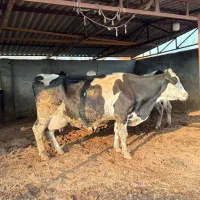 گاو‌آبستن ۵ماه شیر بالا مونت بلیارت اصل