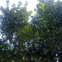 پرتغال و نارنج|خوردنی و آشامیدنی|دابودشت, |دیوار