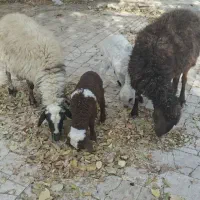 میش وبره|حیوانات مزرعه|خوانسار, |دیوار