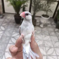 فنچ نرگسی سیلور|پرنده|تهران, زهتابی|دیوار