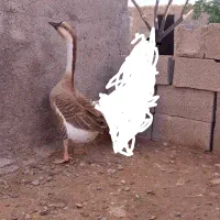 قوغاز