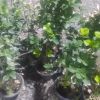 گلهای آپارتمانی|گل و گیاه طبیعی|پاکدشت, پاکدشت (مامازند)|دیوار