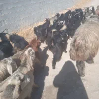 فروش قوچ بختیاری درجه یک