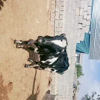 فروش گاو محلی|حیوانات مزرعه|افزر, |دیوار