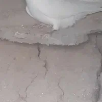 کبوتر میالاخ