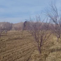 باغ سیب|فروش زمین و ملک کلنگی|میاندوآب, |دیوار