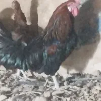 مرغ وخروس|حیوانات مزرعه|شیراز, نصرآباد|دیوار