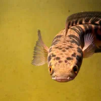 چانا یلو مارو ۲۸ الی ۳۰ سانت