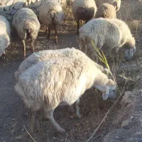 یک دانه میش