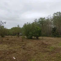 فروش ۲۲۵متر زمین باغی شمال یا معاوضه با خودرو|فروش زمین و ملک کلنگی|تهران, کامرانیه|دیوار