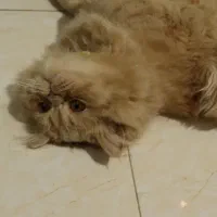 گربه پرشین فلت اصیل|گربه|اصفهان, بهارستان|دیوار