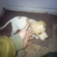 توله انگلیس