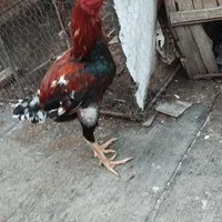 خروس لاری دنگ بالا