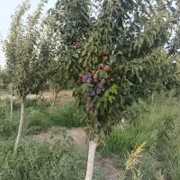 باغچه احمدآباد مستوفی رضی آباد پروژه سرو
