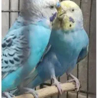 یک جفت مرغ عشق همراه با قفس