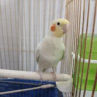 عروس هلندی سخنگو