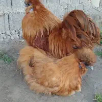 جوجه