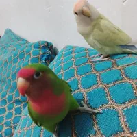 جفت کوتوله رام و دستی فول