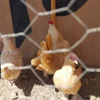 تخم مرغ سبرایت اصل|حیوانات مزرعه|ورامین, شهرک مدرس|دیوار