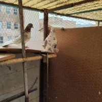 کفتر|پرنده|تهران, جمهوری|دیوار