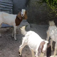 بز جوان شکم اول همراه باکره نر|حیوانات مزرعه|بندر دیر, |دیوار