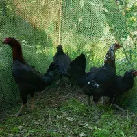 مرغ دورگ لاری دم تخم|حیوانات مزرعه|تنکابن, |دیوار