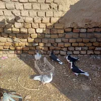 جوجه سده|پرنده|فیروزه, |دیوار