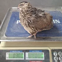 بلدرچین گوشتی و تخم گذار