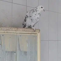 کفتر ماده پرشی پرپا|پرنده|یزد, |دیوار