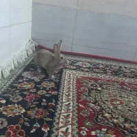 خرگوش