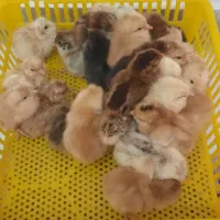 جوجه مرغ یک هفته ای