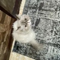 گربه هیمالیا اصیل عقیم شده