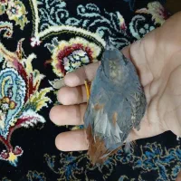 اسپیکر|پخشکننده همراه|زاهدان, |دیوار