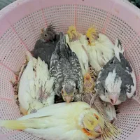 سالن عروس هلندی حیدری