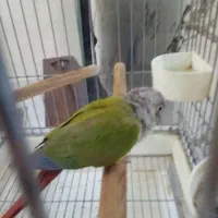 گرینچیک نر|پرنده|تهران, تهرانسر غربی|دیوار