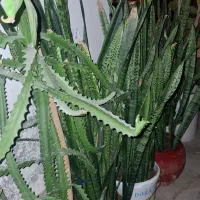 فروش انواع گل|گل و گیاه طبیعی|کیش, |دیوار