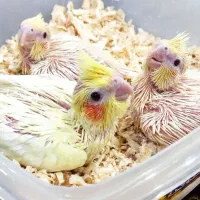 جوجه عروس لوتینو