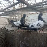 ک،ب،و،ت،ر|پرنده|چابهار, |دیوار